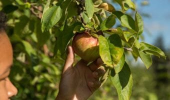 Apple Dave’s Orchards – UPICK