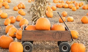 Lawrence Farms Orchards – UPICK