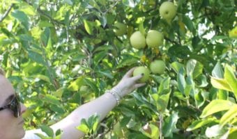 Soons Orchards – MARKET + UPICK