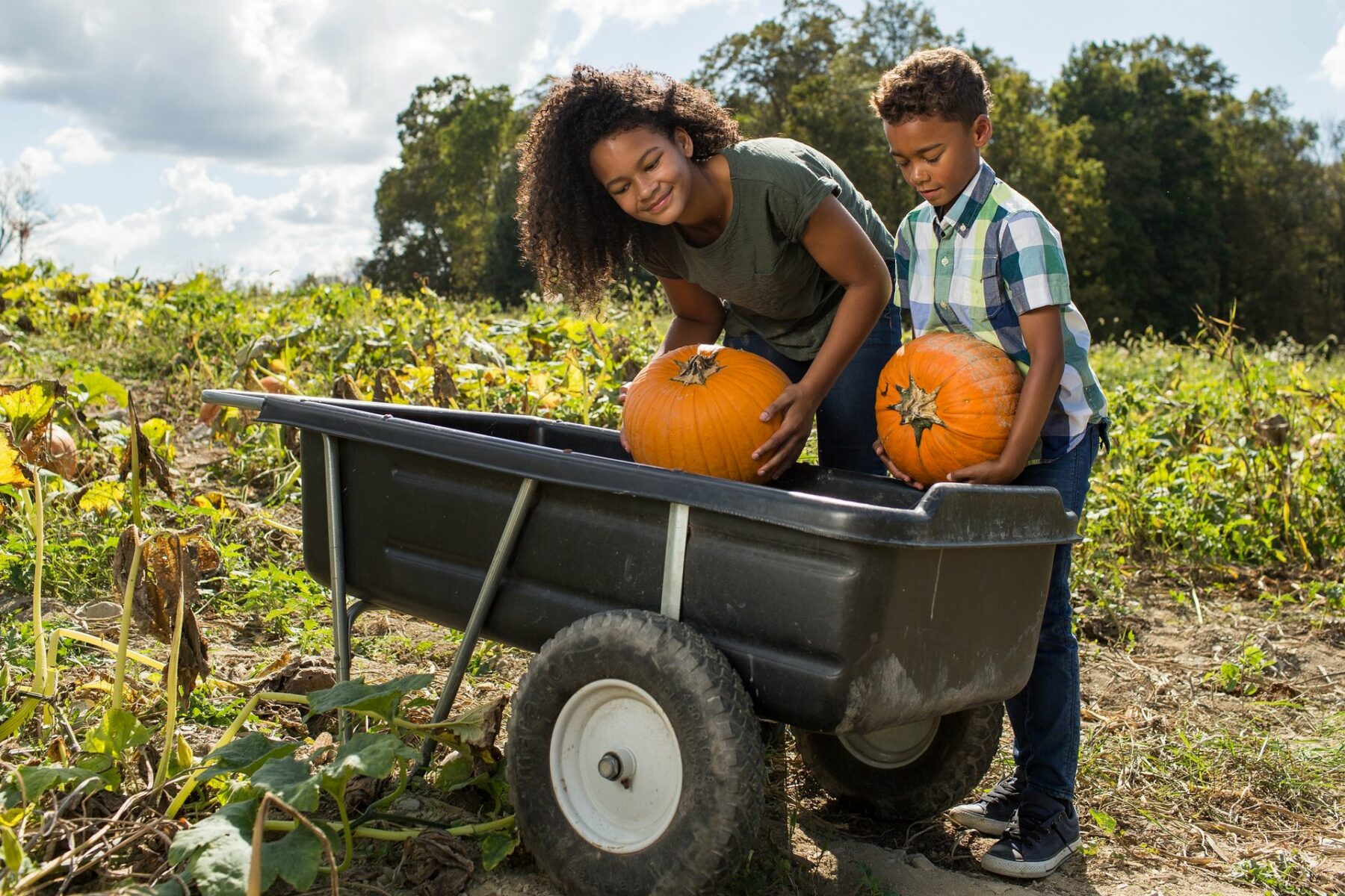 Kids Pumpkin Picking in a Field