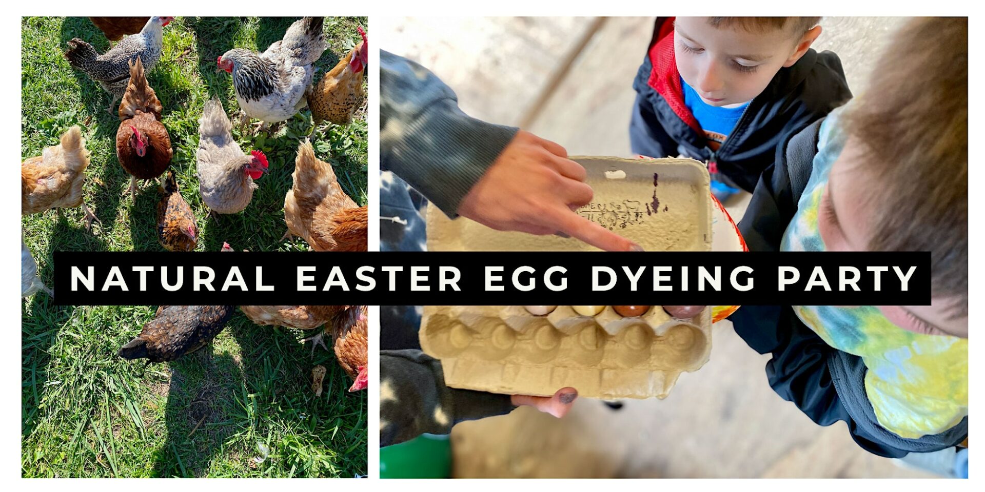 Natural Easter Egg Dyeing Party @ All One One All Farm