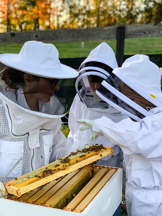 Private Beekeeping Lesson